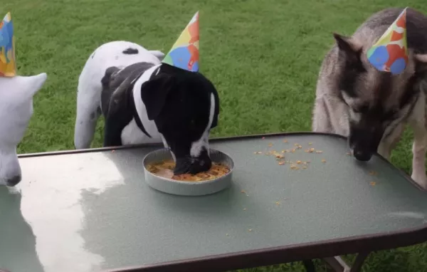 Dog Birthday Cake