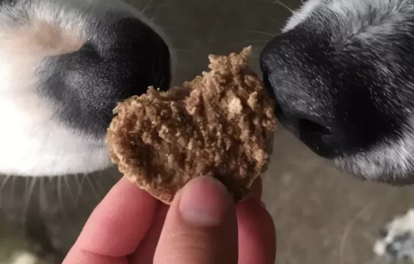 Homemade Diabetic Dog Treats Recipe