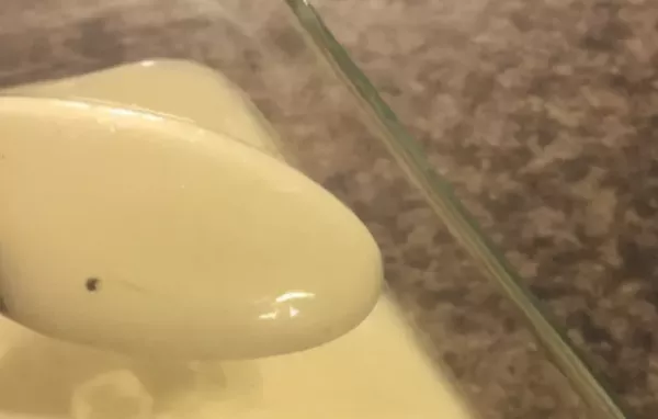 Homemade Mayo