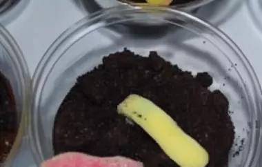 Delicious Mud-and-Worms Dessert Recipe