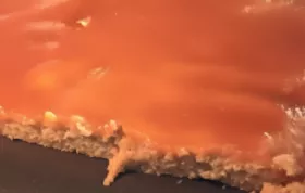 Delicious Homemade Apricot Bars Recipe